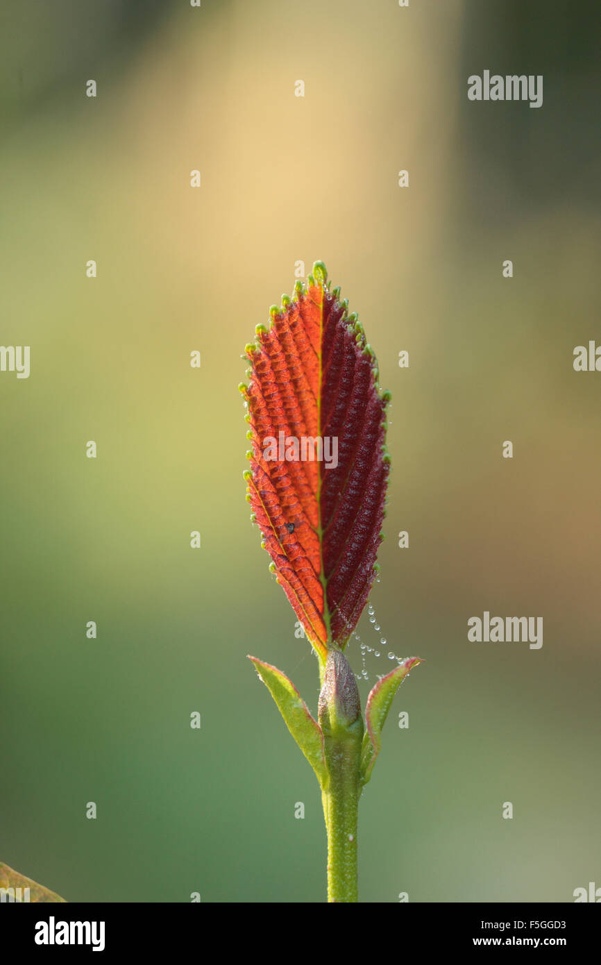Schwarzerle Blatt Stockfoto