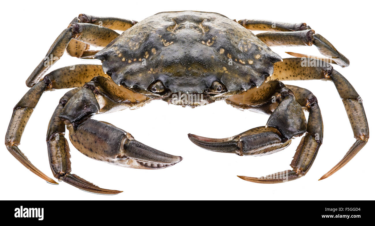 Carcinus Maenas-essbare lebendig Krabbe isoliert auf einem weißen Hintergrund. Stockfoto