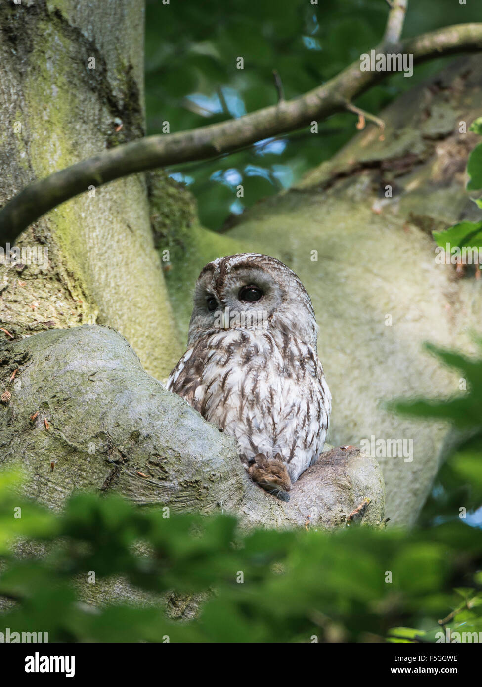 Waldkauz oder braune Eule (Strix Aluco) mit preyed Maus, tagsüber Unterschlupf in Buche Baumstamm, Webicht Stadtwald, Weimar Stockfoto