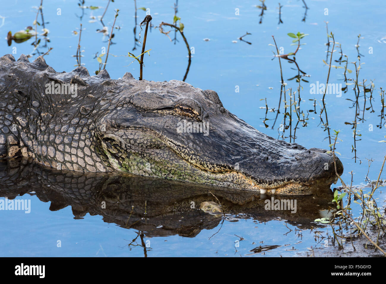 Amerikanischer Alligator (Alligator Mississippiensis), Anhinga Trail, Everglades-Nationalpark, Florida, USA Stockfoto