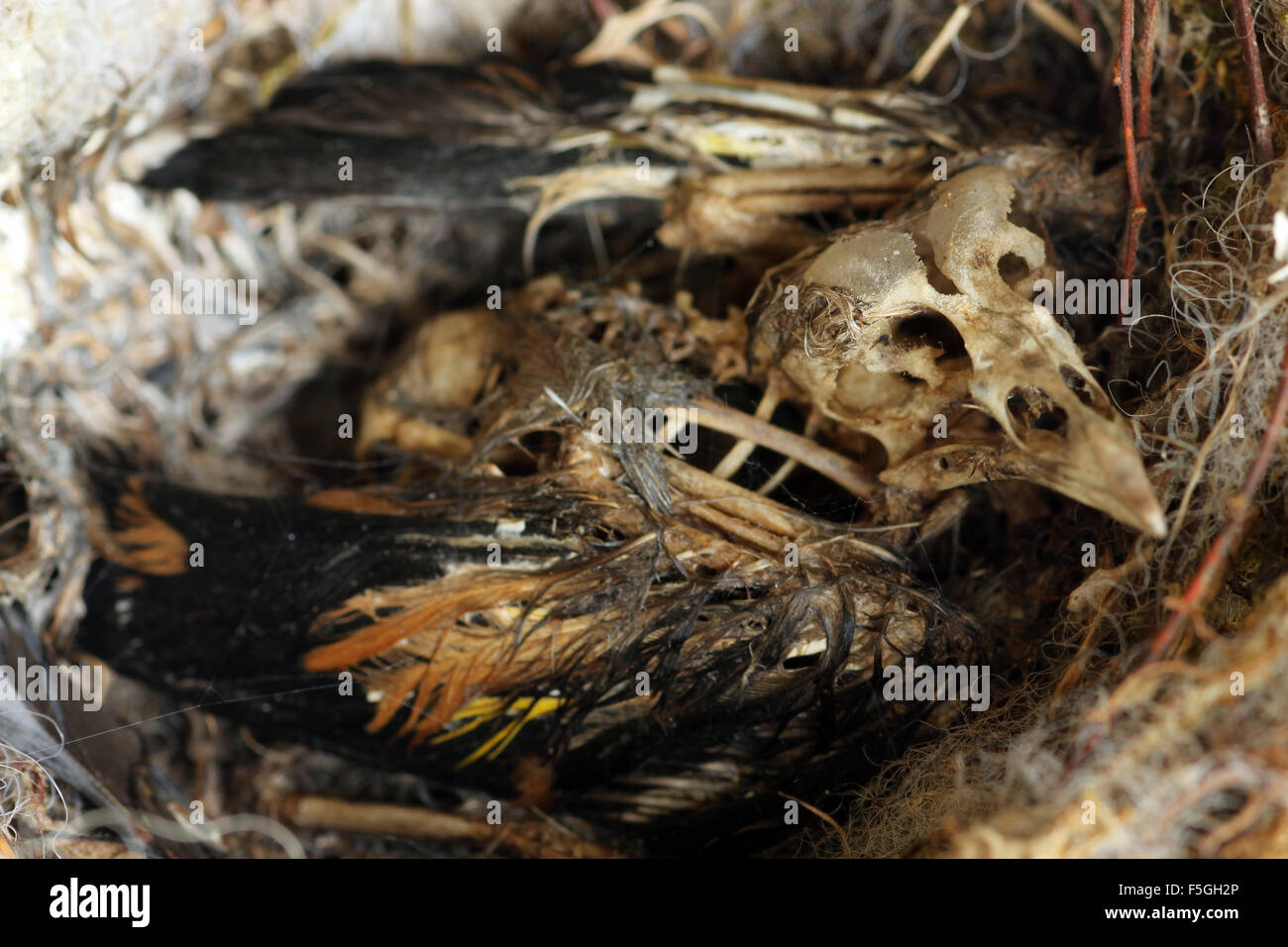 Toten Stieglitz Küken in verlassene nest Stockfoto