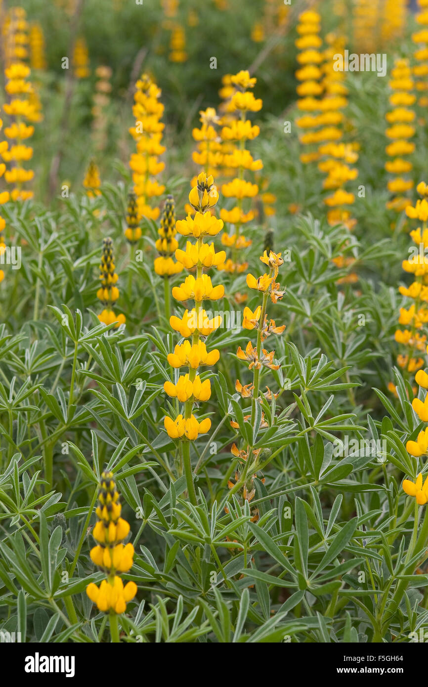 Jährliche gelbe Lupine, Europäische gelbe Lupine, gelbe Lupine, Branchentelefonbuch Lupine, Lupinus Lutea, Lupinus Luteus, Lupin jaune Stockfoto