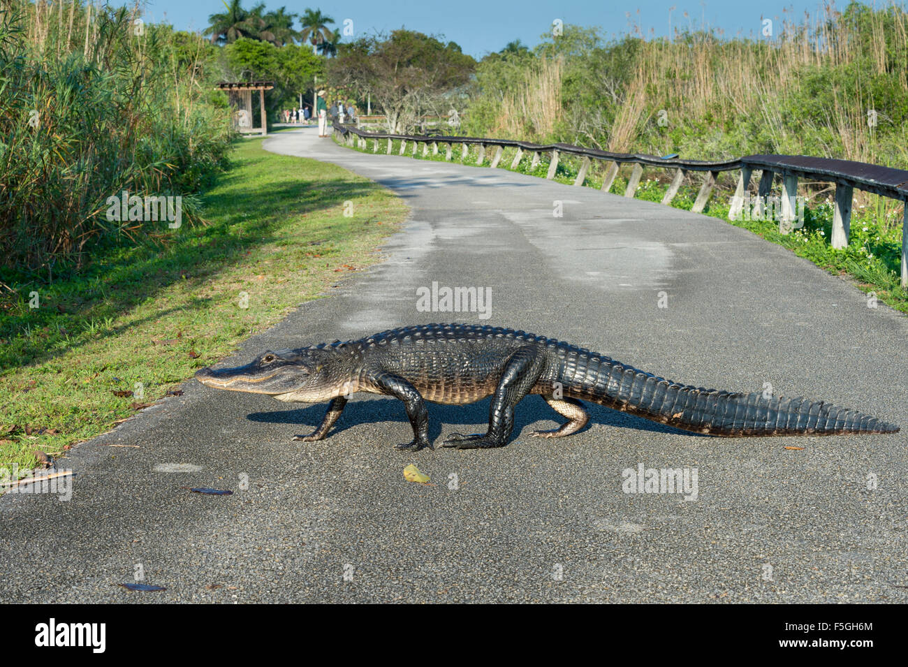 Amerikanischer Alligator (Alligator Mississippiensis) überqueren Pfad, Anhinga Trail, Everglades-Nationalpark, Florida, USA Stockfoto