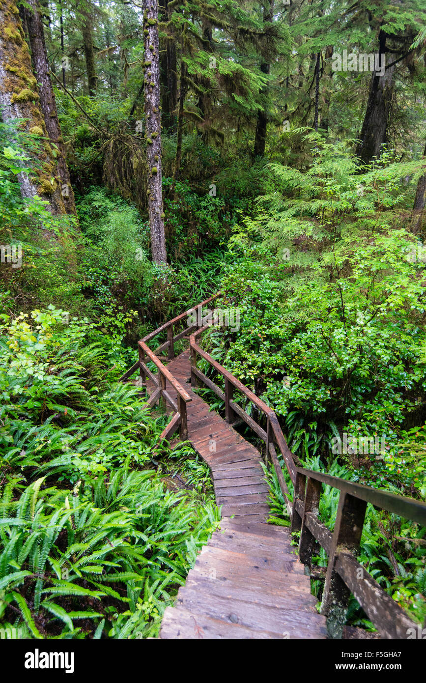 Promenade, Rainforest Trail, Pacific Rim National Park, Vancouver Island, British Columbia, Kanada, Nordamerika Stockfoto