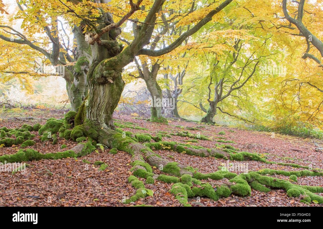 Alte Buche (Fagus SP.) Bäume im Wald, gelbes Herbstlaub, Hutewald, Hessen, Deutschland Stockfoto