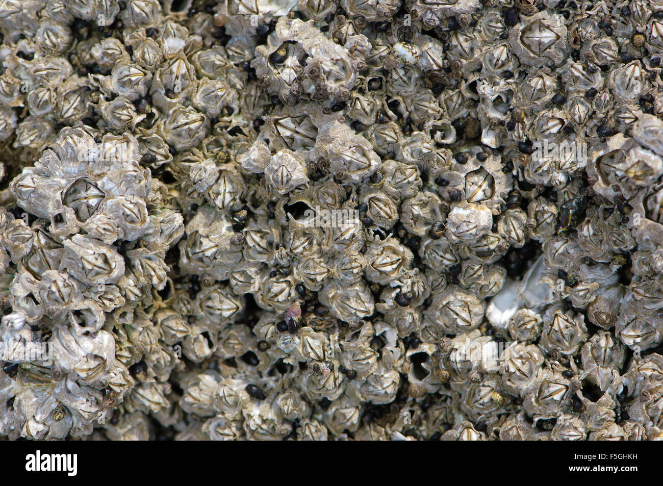Gemeinsamen Eichel Barnacle (Balanus Glandula), Drumbeg Provincial Park, Gabriola, British Columbia, Kanada Stockfoto