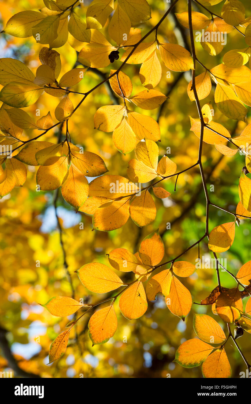 Stewartia Pseudocamellia. Sommergrüne Kamelie Blätter im Herbst. UK Stockfoto