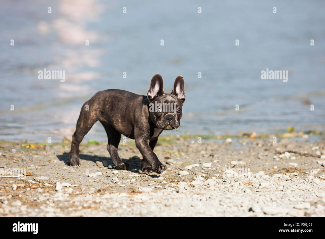 Französische Bulldogge, Welpen, blau, läuft am Seeufer, Österreich Stockfoto
