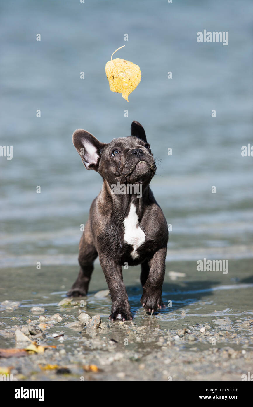 Französische Bulldogge, Welpen, blau, spielen mit gelben Blatt, Österreich Stockfoto