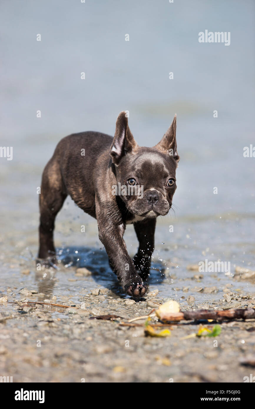 Französische Bulldogge, Welpen, blau, zu Fuß in Wasser, Österreich Stockfoto