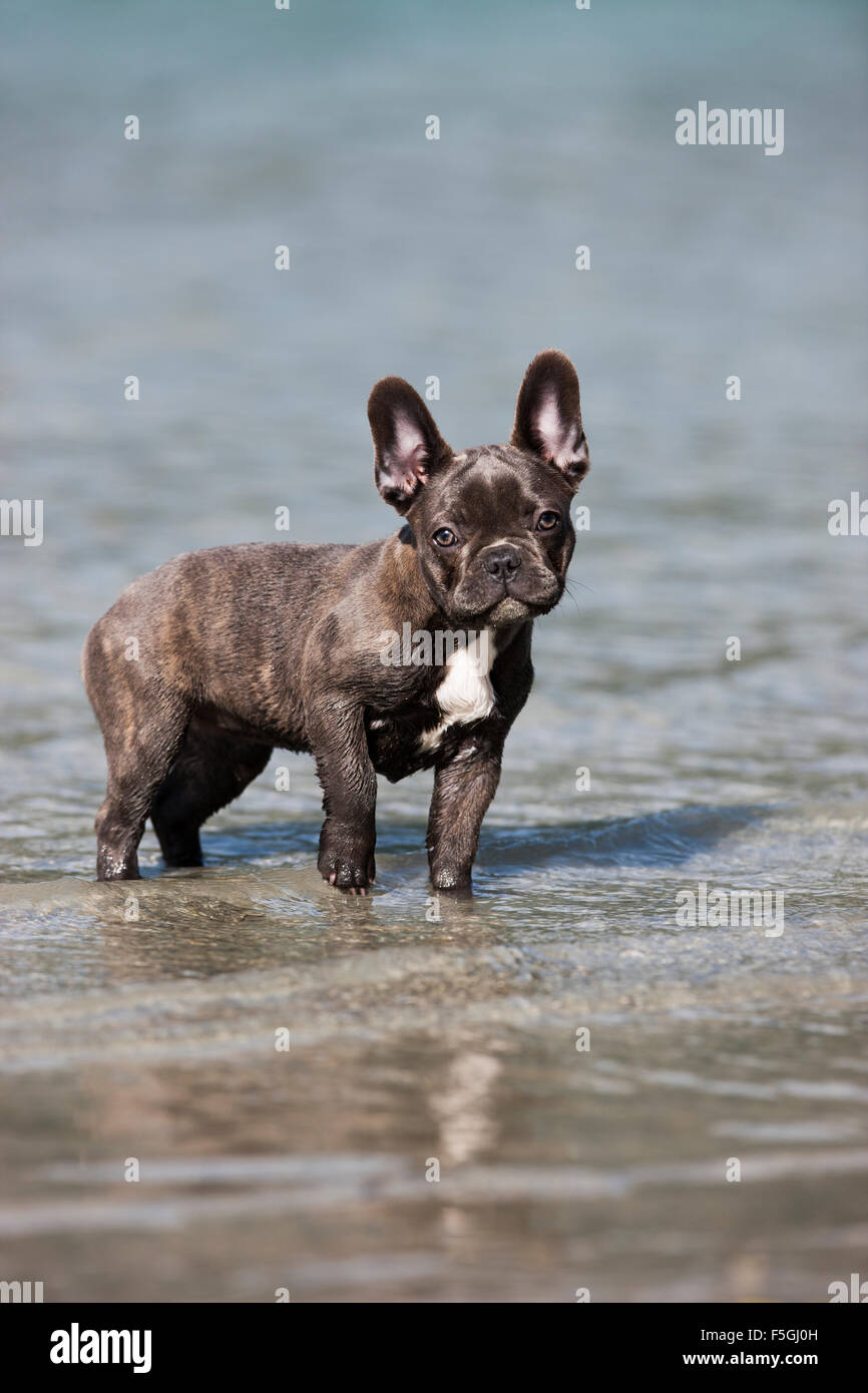 Französische Bulldogge, Welpen, blau, stehend im Wasser, Österreich Stockfoto