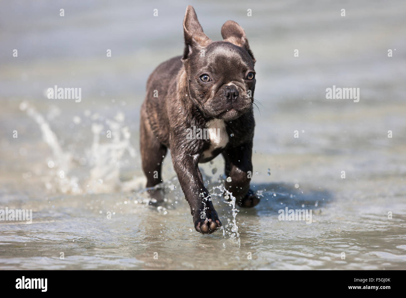 Französische Bulldogge, Welpen, blau, durch Wasser, Österreich Stockfoto