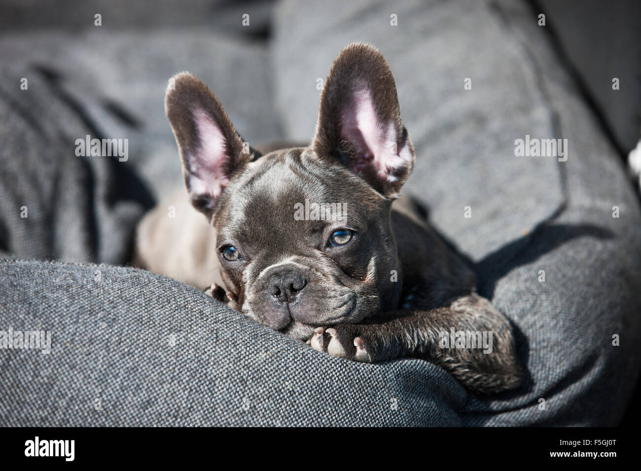 Französische Bulldogge, Welpen, blau, liegend in Hundebett, Österreich Stockfoto