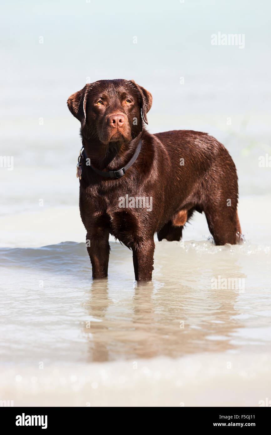 Labrador, braun, stehend im Wasser, Österreich Stockfoto