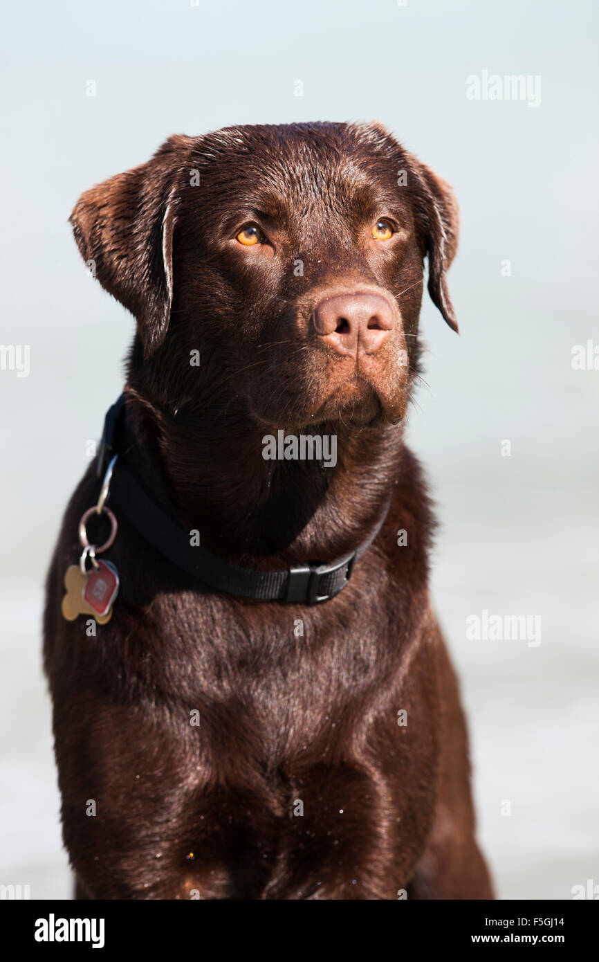 Labrador, braun, Porträt, Österreich Stockfoto