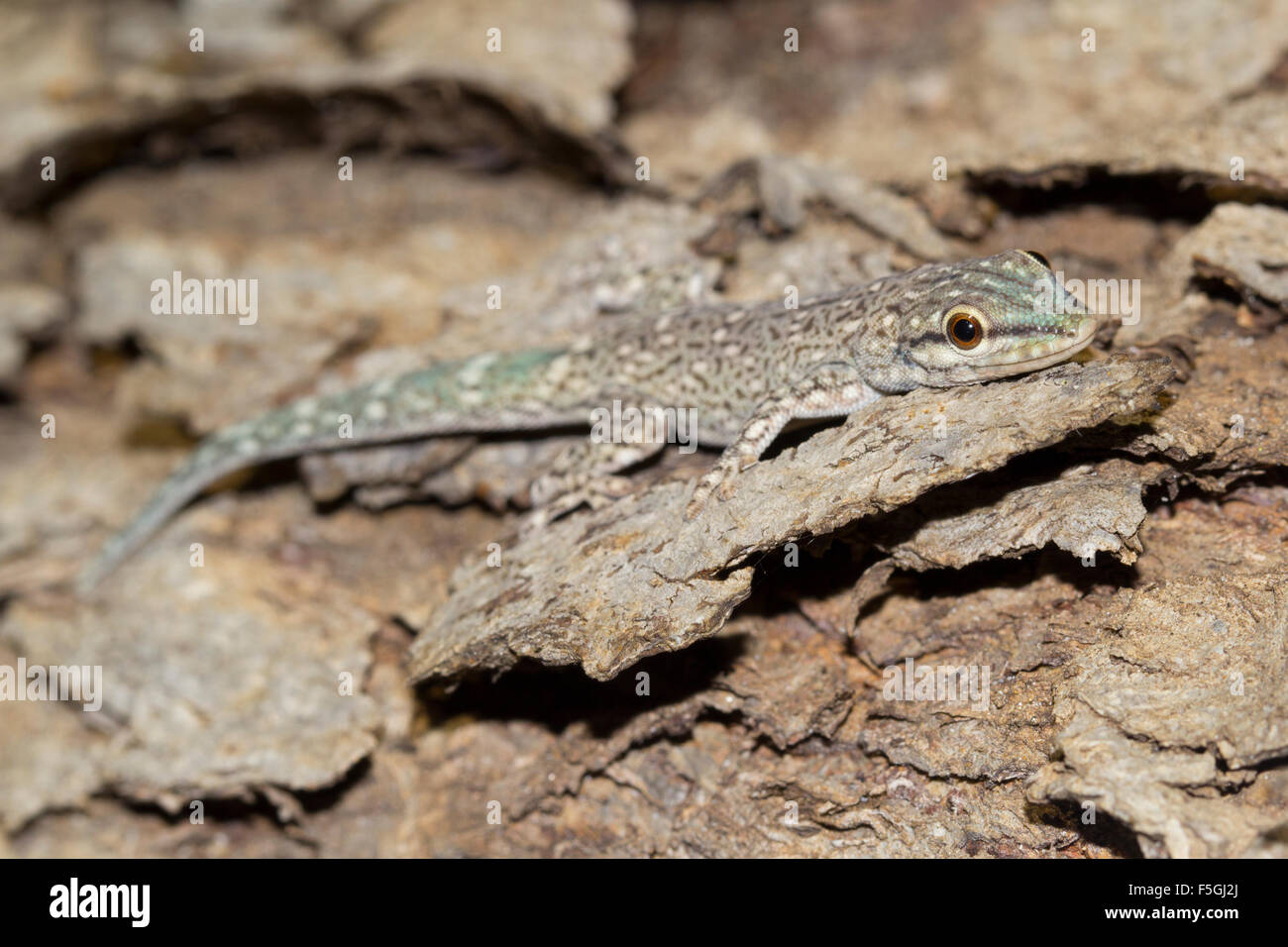Madagaskar Clawless Gecko (Lygodactylus Tolampyae), Ifaty Mangily, Süd-Madagaskar, Madagaskar Stockfoto