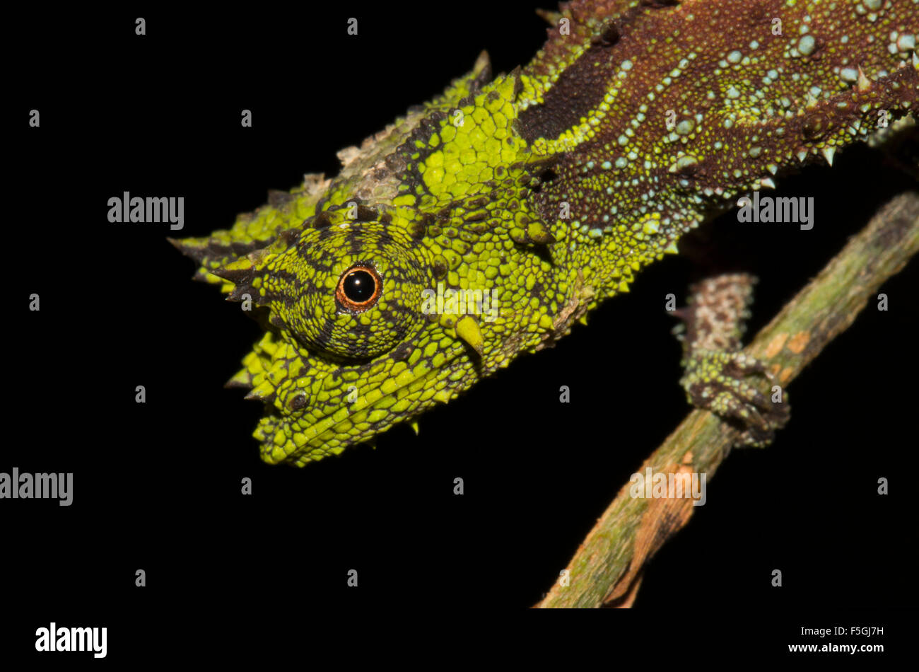 Iaraka Fluss Blatt Chamäleon (Brookesia Vadoni), Männlich, extrem selten, in den Regenwald von Marojejy Nationalparks Stockfoto