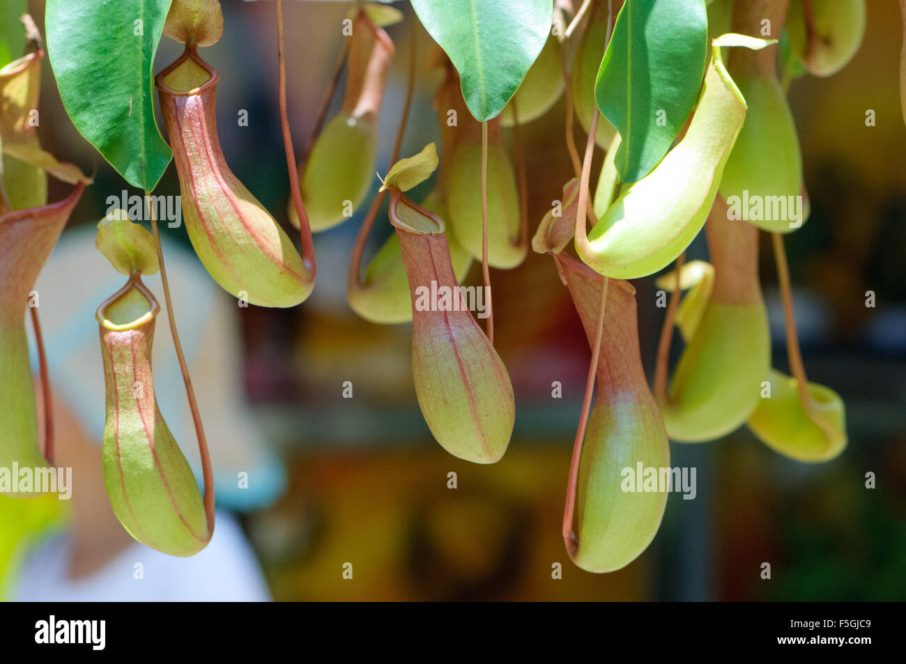 Kannenpflanze, Blumenmarkt, Mong Kok (Mongkok), Hong Kong Stockfoto