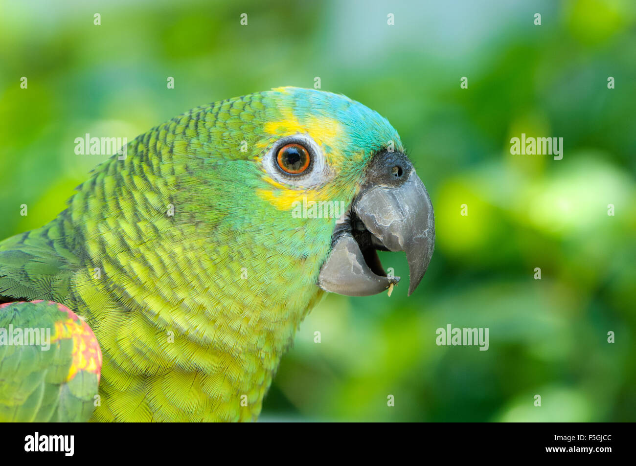 Grüner Papagei Vogel Garten, Mong Kok (Mongkok), Hong Kong Stockfotografie  - Alamy