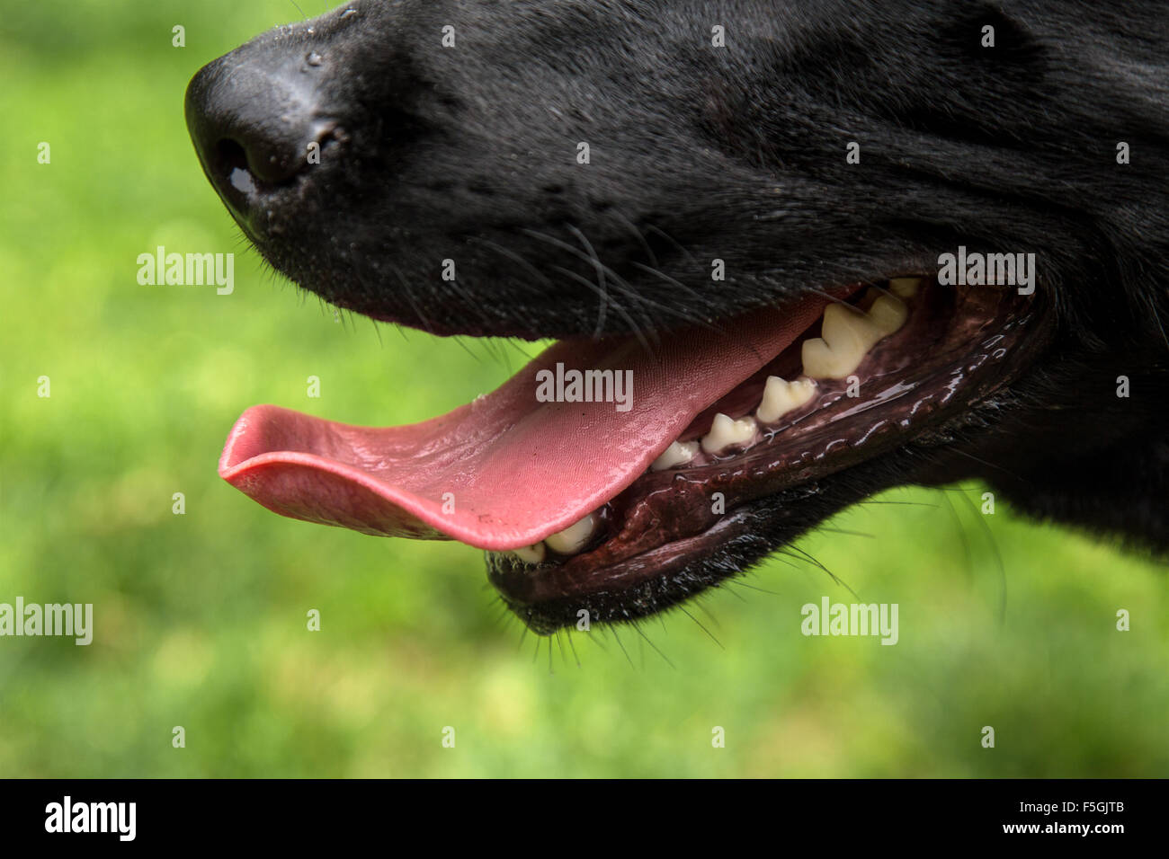 Berlin, Deutschland, Nahaufnahme von einer Hundeschnauze Stockfoto
