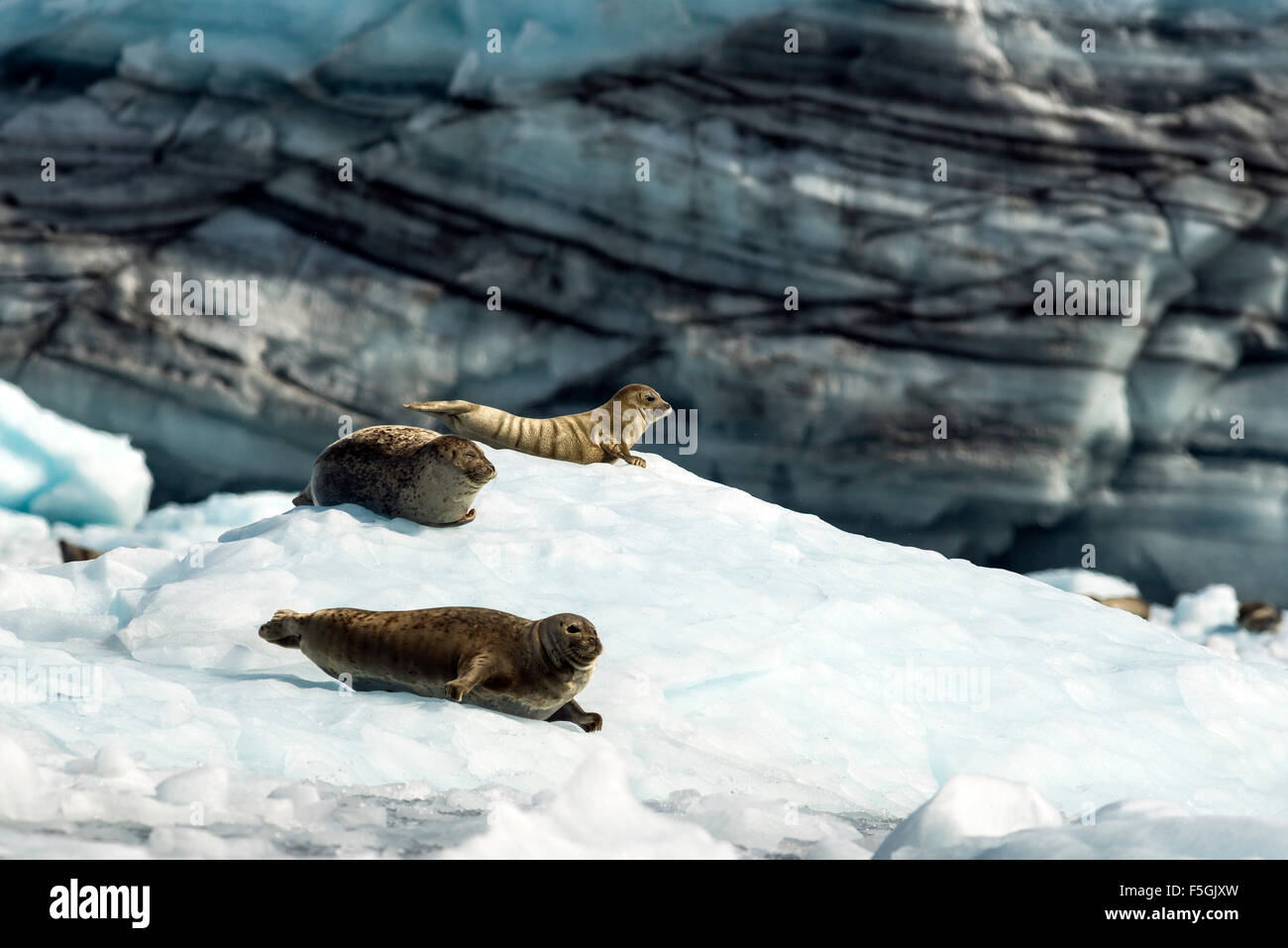 Hafen, Dichtungen oder Seehunde (Phoca Vitulina), Überraschung Gletscher, Prince William Sound, Alaska Stockfoto