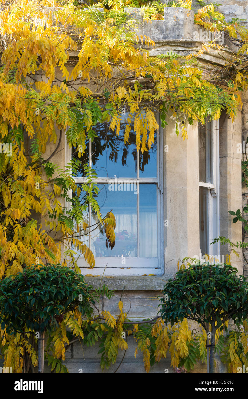 Glyzinien Herbstlaub um einen Erker Cotswold House. Painswick, Cotswolds, Gloucestershire, England Stockfoto