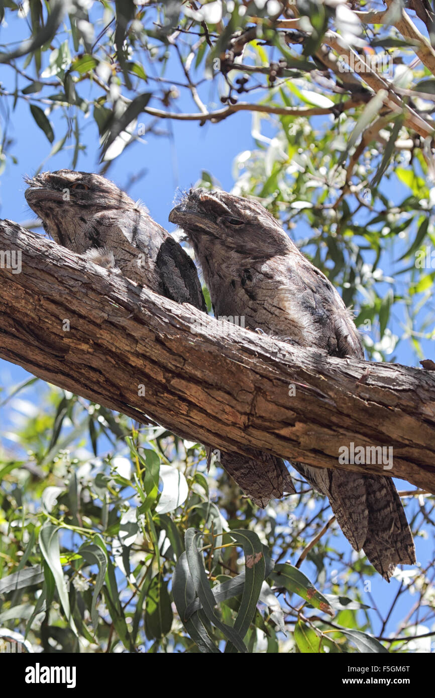 Zwei Tawny Frogmouths (ein Strigoides) gut getarnt, sitzt auf einem Ast auf Raymond Island im Lake King, Victoria, A Stockfoto