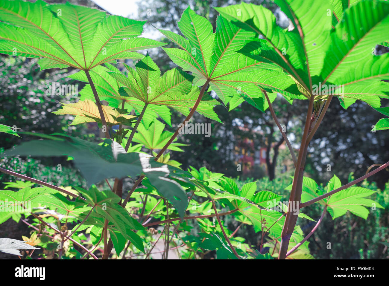 Laub, Blick auf lebendiges grünes Laub im Botanischen Garten in Triest, Italien. Stockfoto