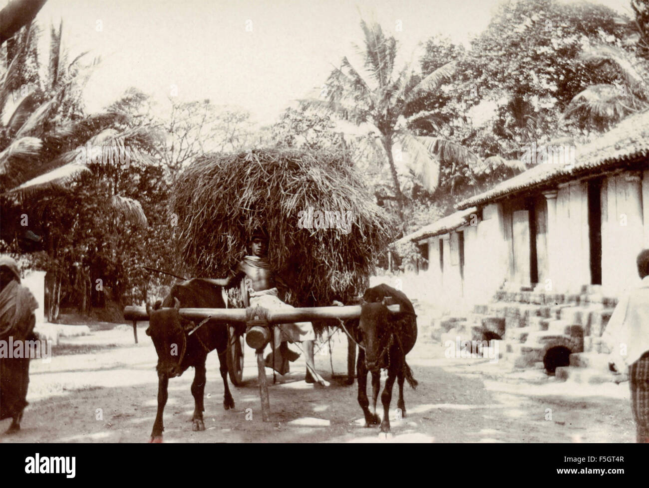 Ein Junge auf einem Wagen, gezogen von Vieh, Indien Stockfoto