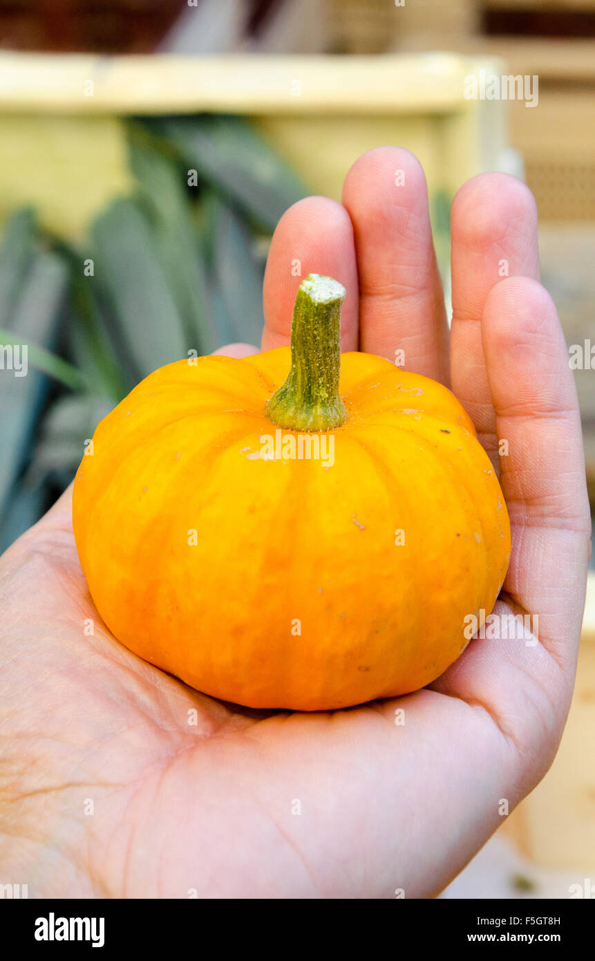 Niedliche kleine Kürbis halten in einem mans Hand Stockfoto