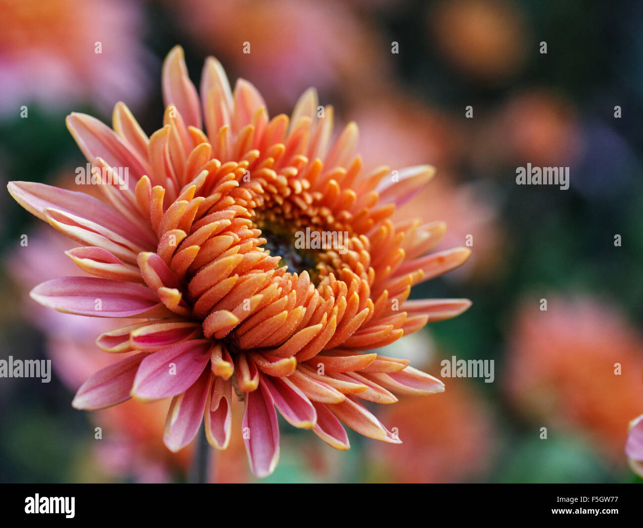 Rosa Blumen blühen Stockfoto