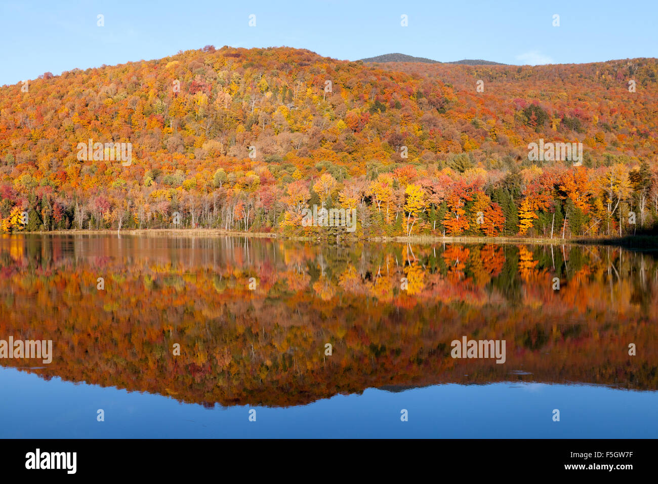 Herbstfarben und ihre Reflexion, Belvedere Teich Lamoille County Vermont VT USA Stockfoto