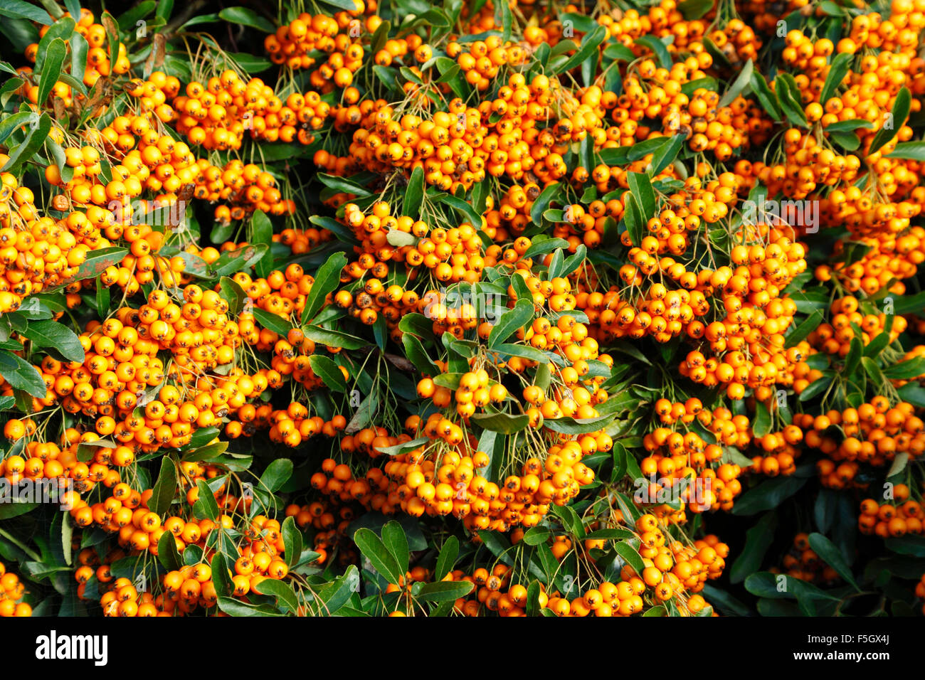 Pyracantha 'Orange Glow', fallen im Herbst Beeren Beeren Gartenpflanze  Strauch Strucher Pflanzen Stockfotografie - Alamy