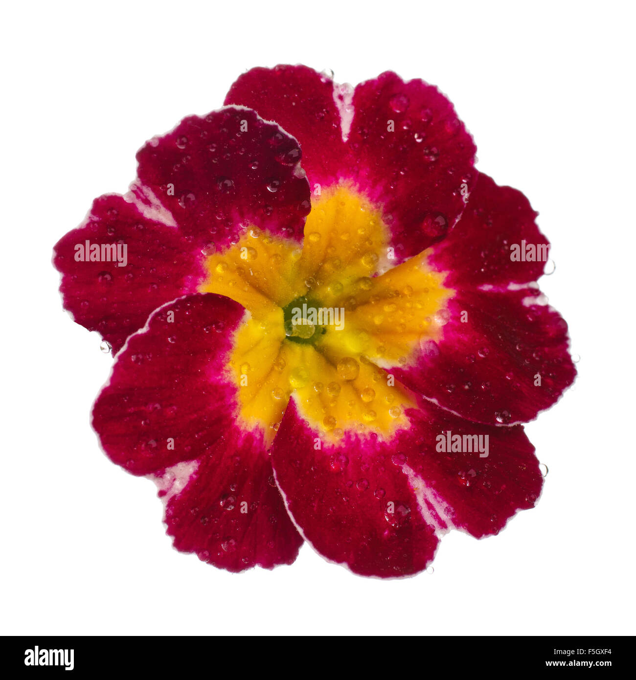Rosa Primula mit Tau fällt Stockfoto