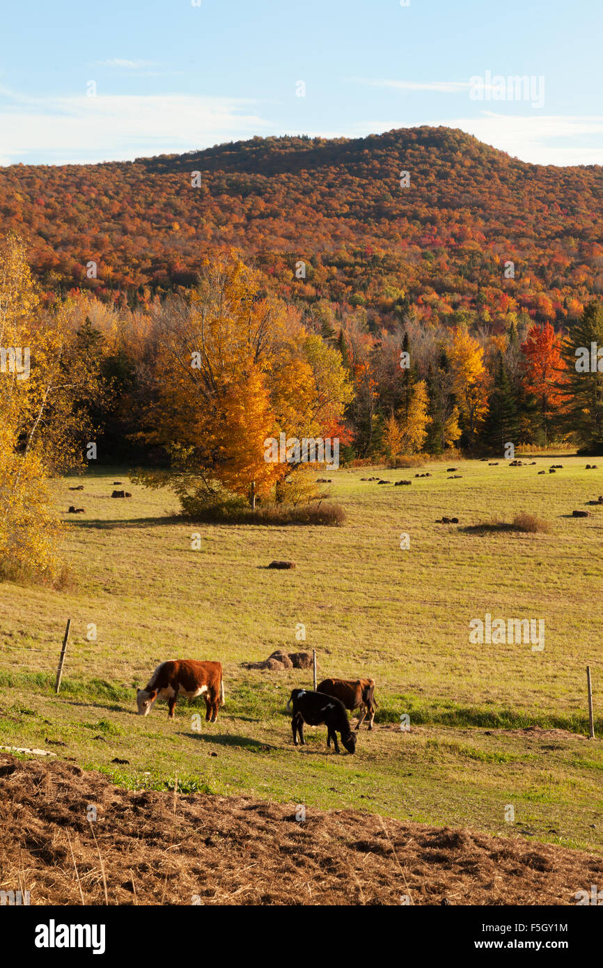 Kühe auf einer Milchfarm in Herbst, Vermont VT USA Stockfoto