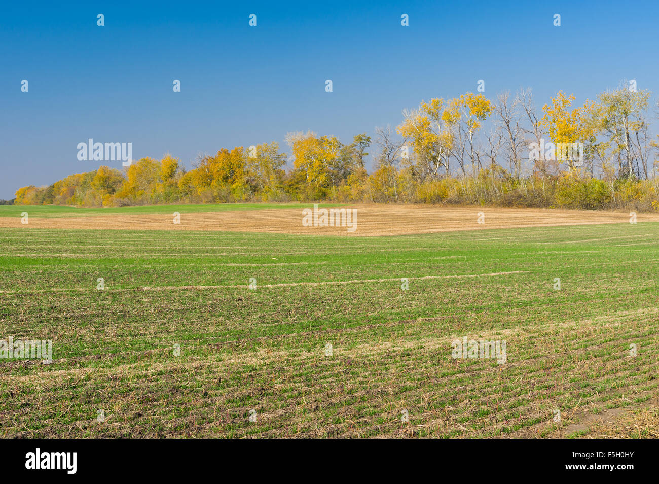 Ukrainische Landschaft mit saisonalen landwirtschaftlichen Feldern Stockfoto