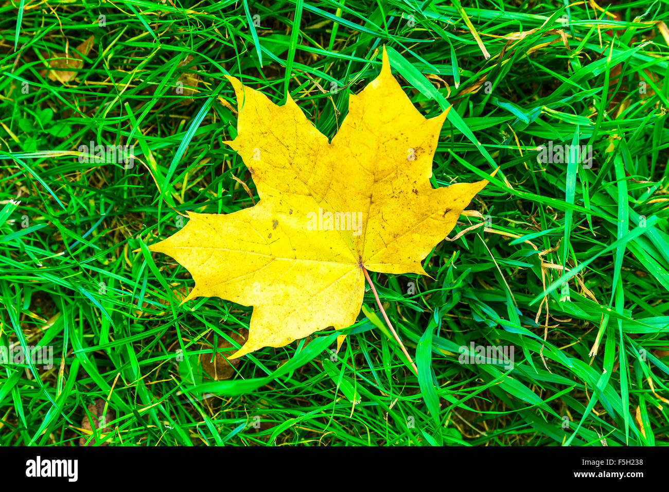 Gefallenen Herbst Ahornblatt auf dem grünen Rasen Stockfoto