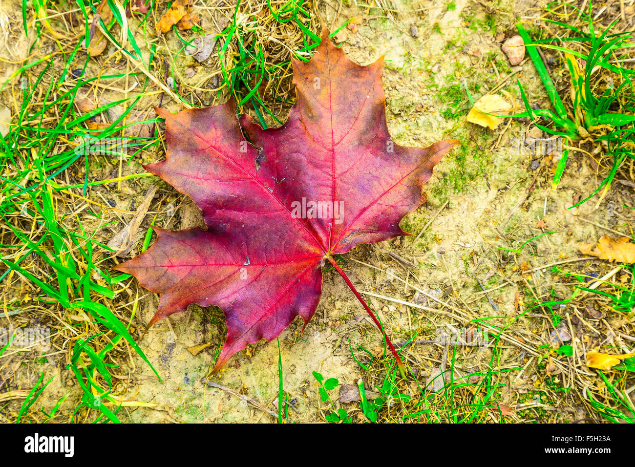 Bunte Ahornblatt auf dem Boden mit Grass Stockfoto