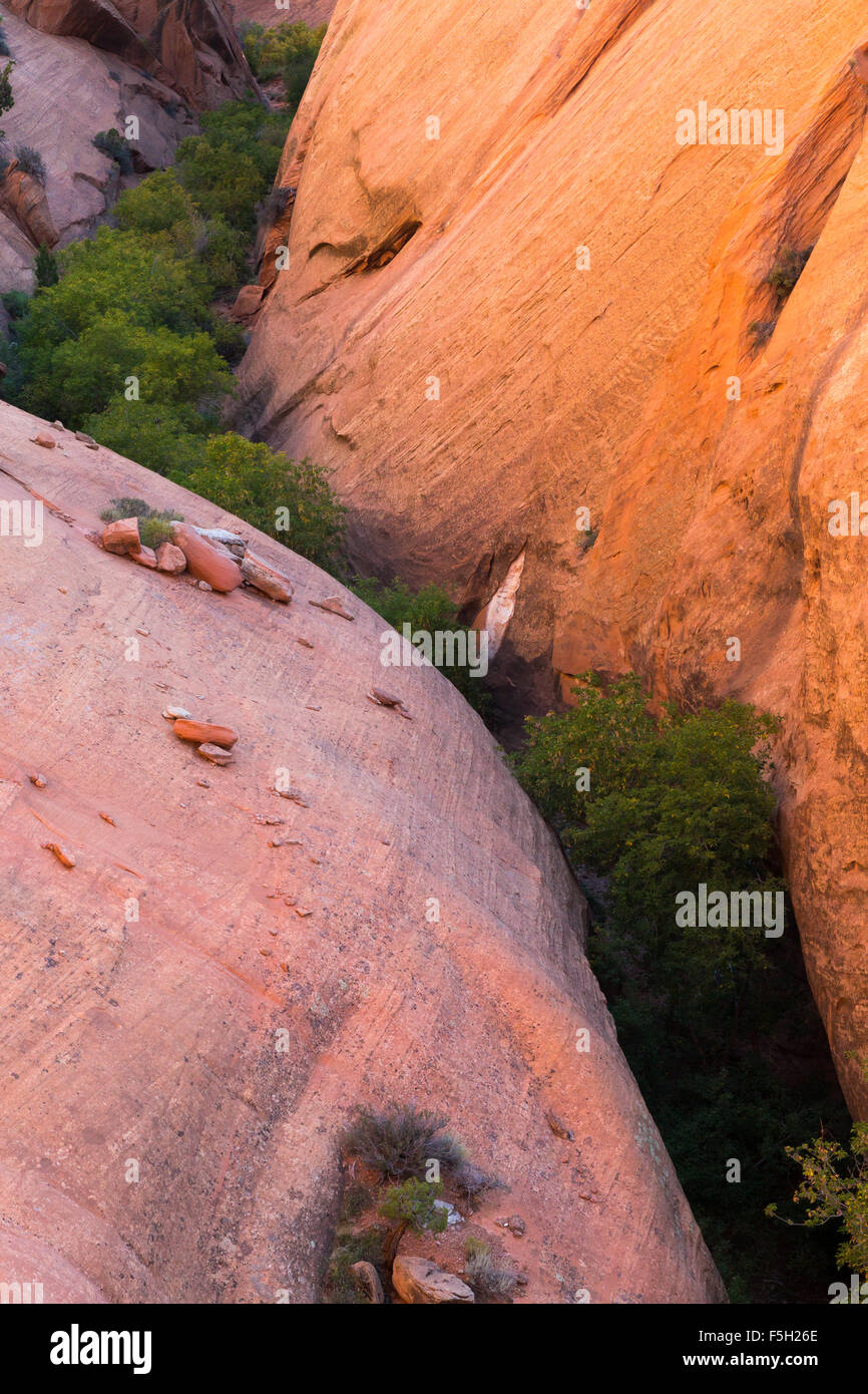 Ein Slotcanyon beleuchtet durch Umgebungslicht, Capitol Reef National Park, Utah Stockfoto