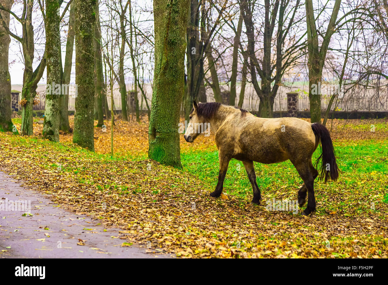 Pferd im Park im Herbst Stockfoto