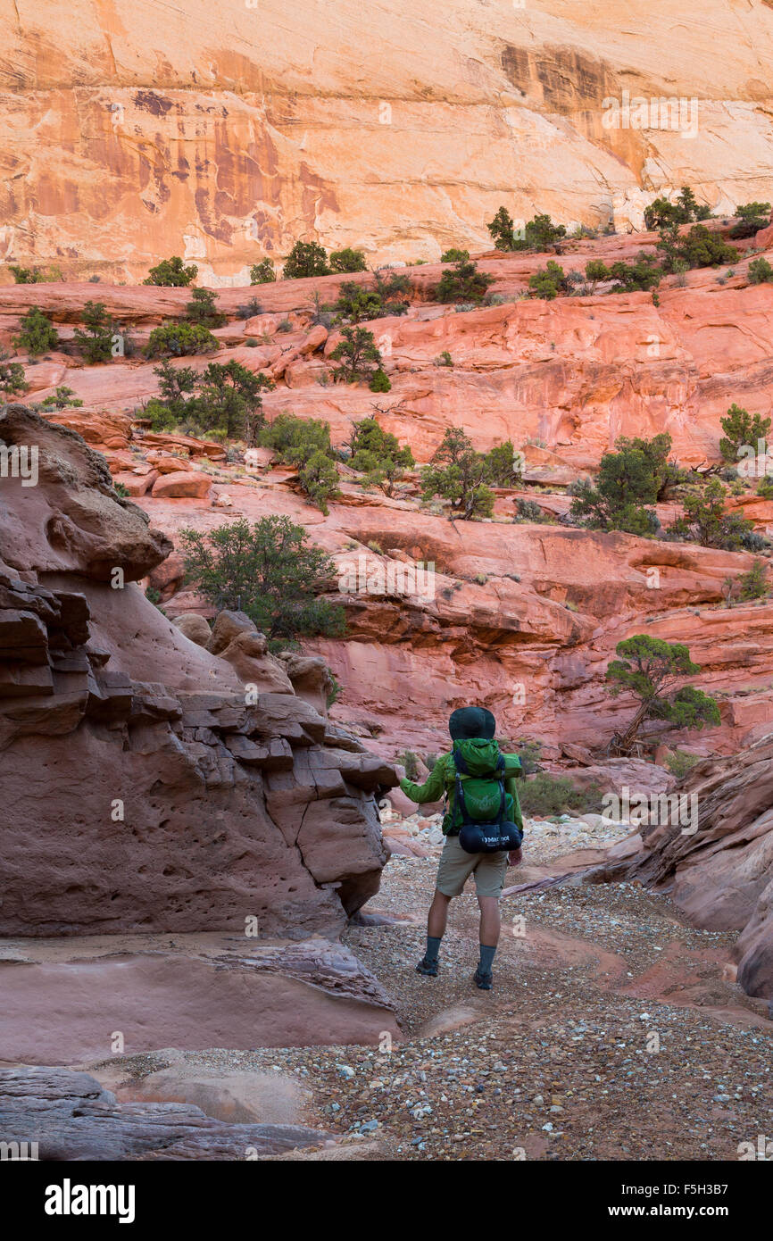 Backpacker in eine Wüste Schlucht Waschen entlang der unteren Alternativsäge Twist Canyon, Capitol Reef National Park, Utah Stockfoto