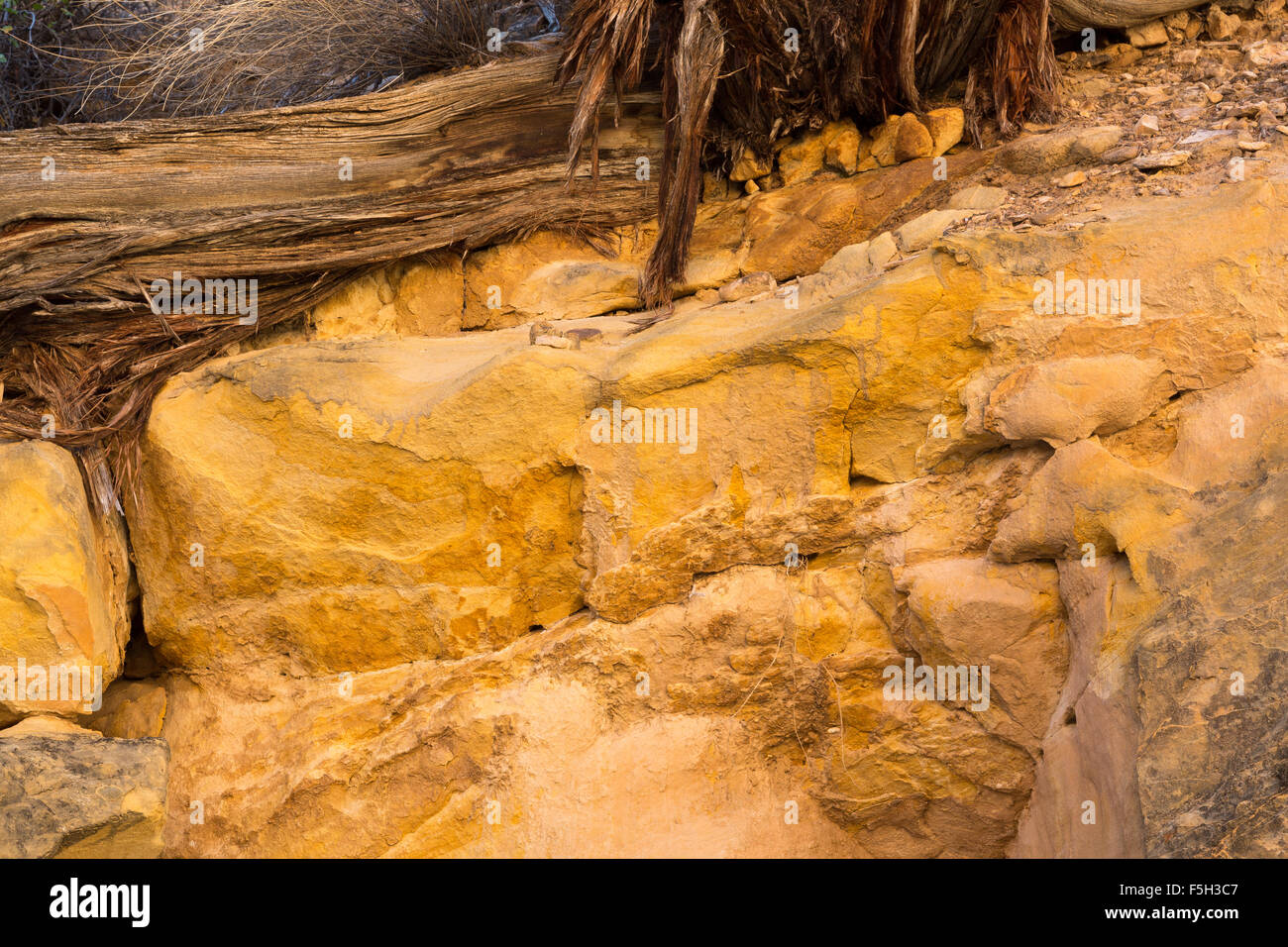 Wacholder Wurzeln in Sandsteinfelsen, Capitol Reef National Park, Utah Stockfoto