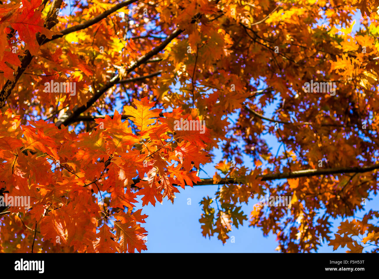 Abstrakte Herbst Hintergrund, alte orange Blätter, trockenen Baum Laub, Weichzeichner, herbstliche Saison Wechsel der Natur, helle Sunligh Stockfoto