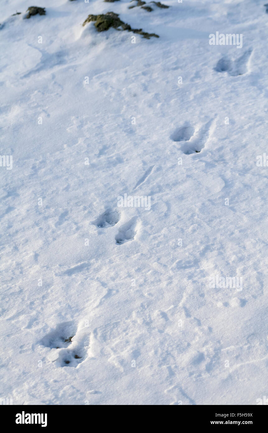 Tierspuren im Schnee im Winter tagsüber vertikal Stockfoto