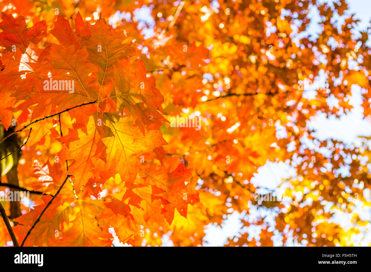 Abstrakte Herbst Hintergrund, alte orange Blätter, trockenen Baum Laub, Weichzeichner, herbstliche Saison Wechsel der Natur, helle Sunligh Stockfoto