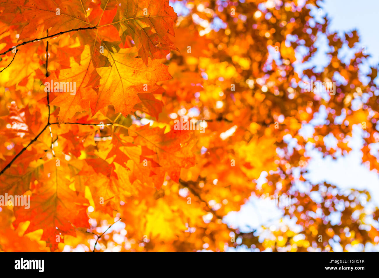 Abstrakte Herbst Hintergrund, alte orange Blätter, trockenen Baum Laub, Weichzeichner, herbstliche Saison Wechsel der Natur, helle Sunligh Stockfoto