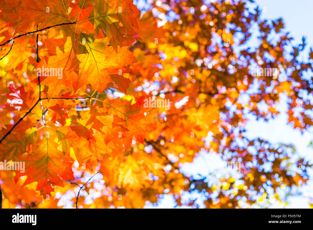 Abstrakte Herbst Hintergrund, alte orange Blätter, trockenen Baum Laub, Weichzeichner, herbstliche Saison Wechsel der Natur, helle Sunligh Stockfoto