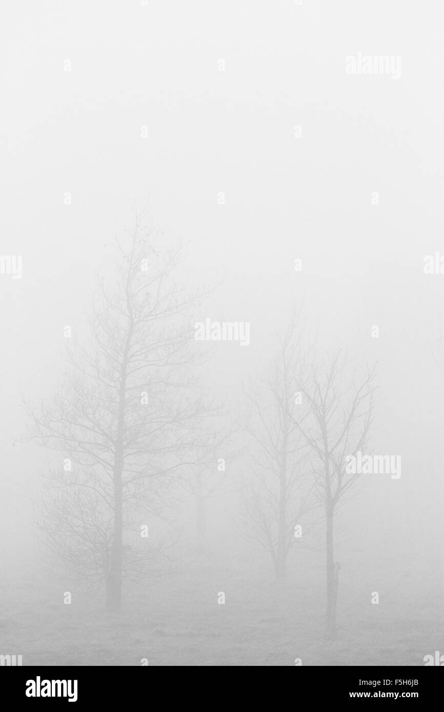 Karge Winterbäume im Nebel - Hochformat Stockfoto