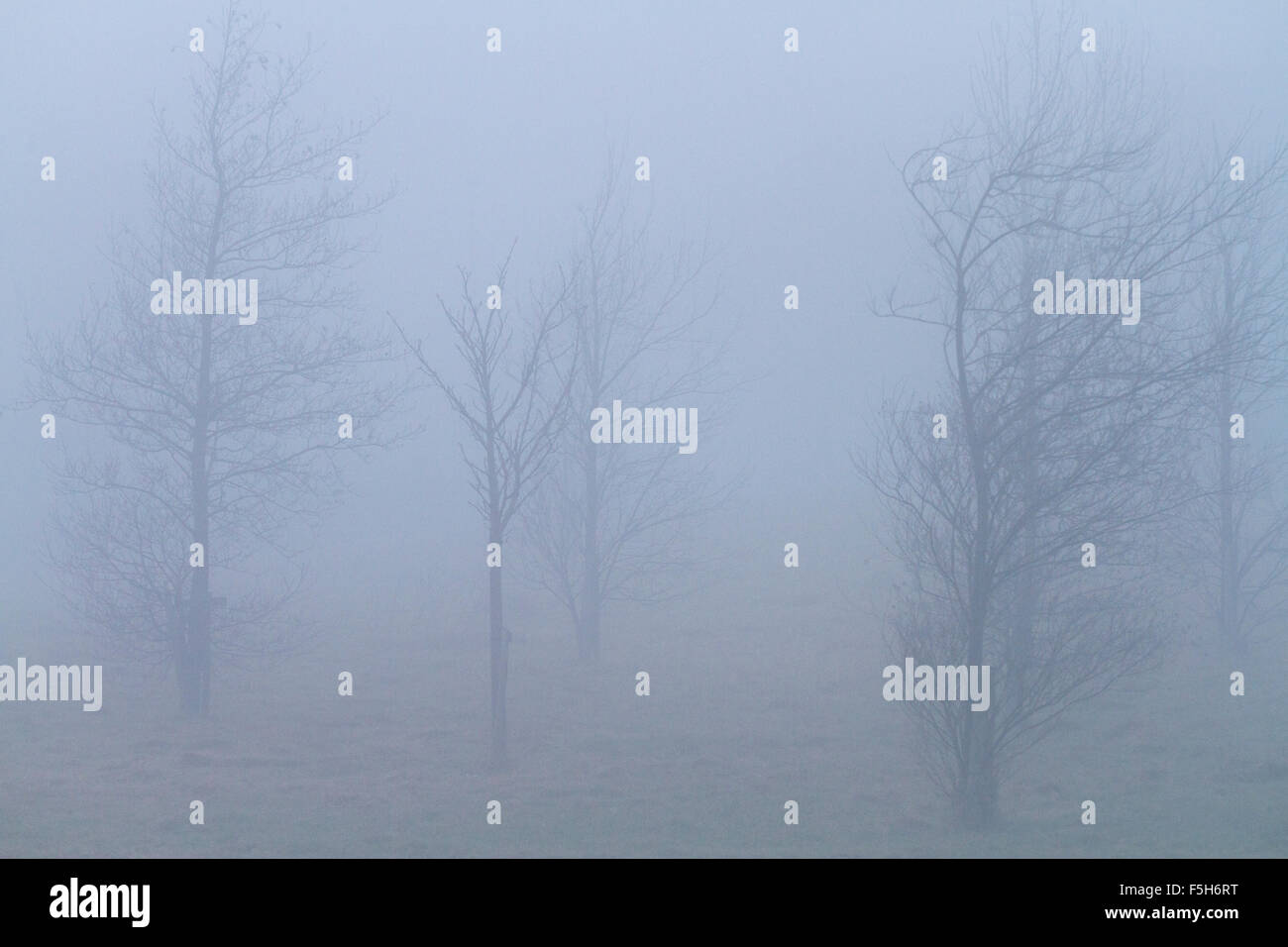 Karge Winterbäume im Nebel - Querformat Stockfoto