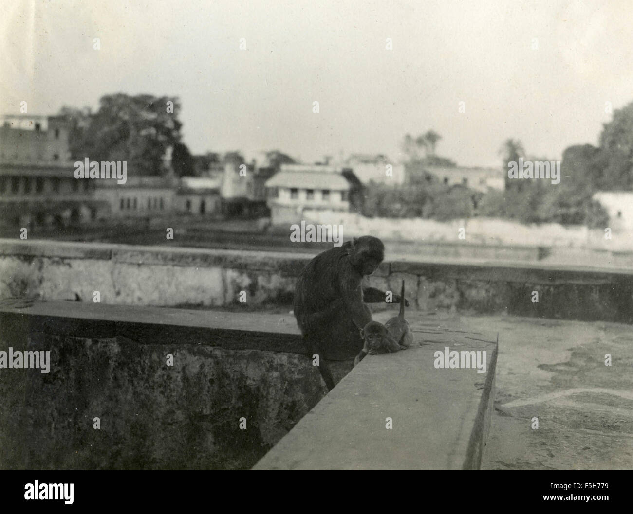 Affen, Indien Stockfoto